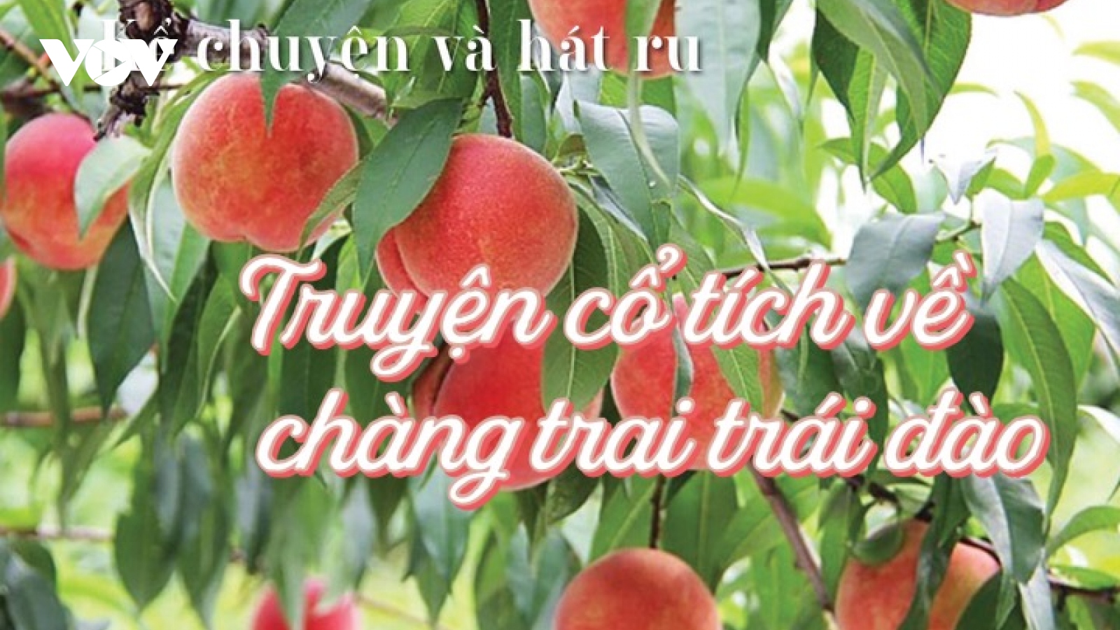 Truyện cổ tích về chàng trai trái đào